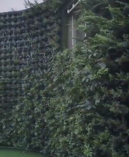 重慶師范大學(xué)附屬實驗小學(xué)垂直植物墻