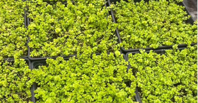 海綿城市樓頂綠化