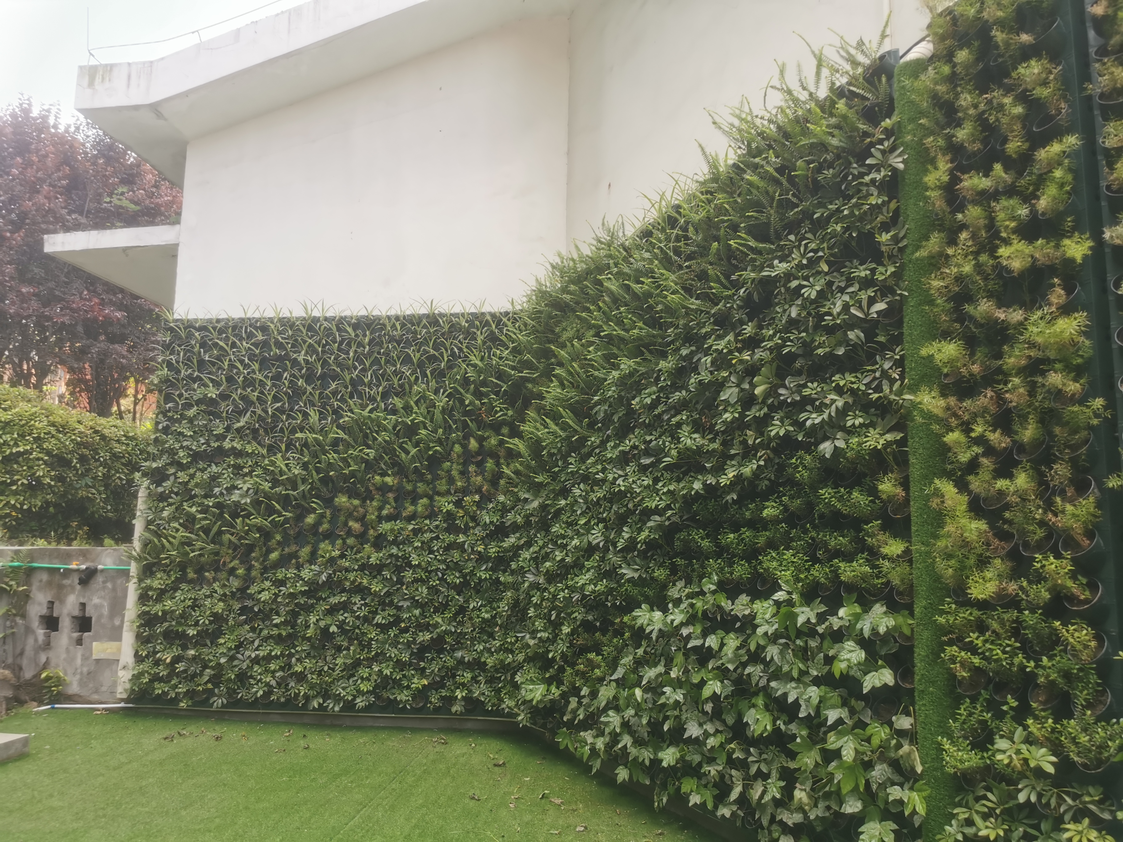 重慶擋墻綠化，重慶垂直綠化：讓坡坎崖煥發(fā)生態(tài)新生